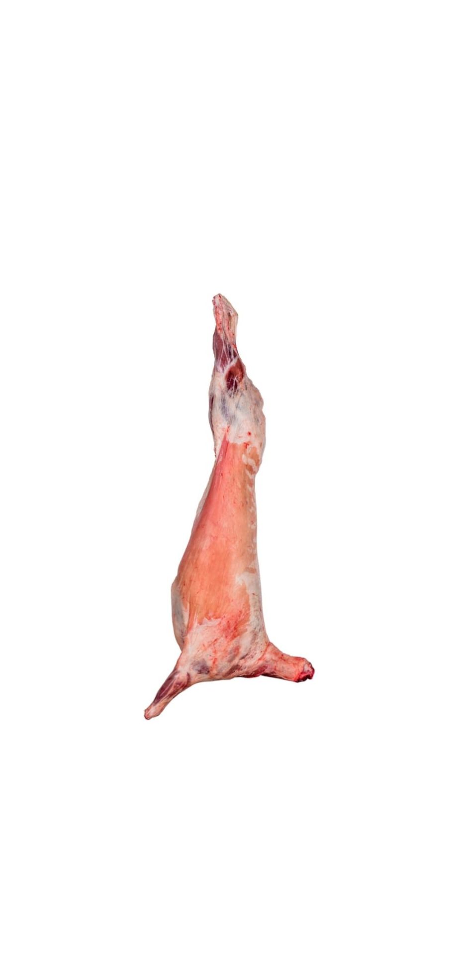 Adaklık Kuzu (35- 40 kg)