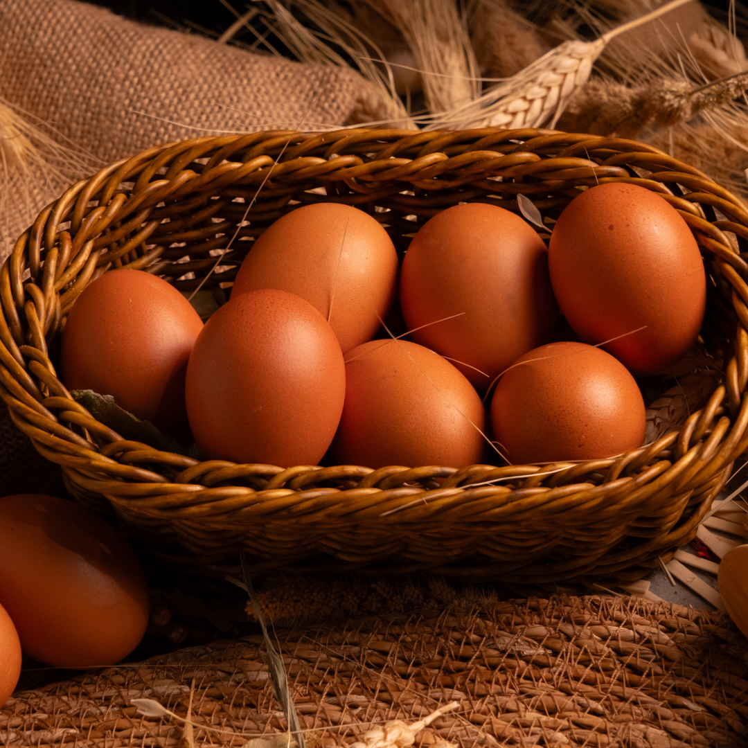 Uşak Eşme Organik Yumurta 10 lu